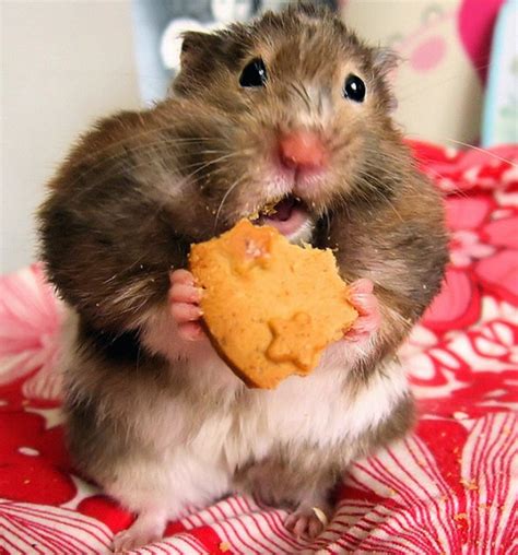 funny hamsters|More.